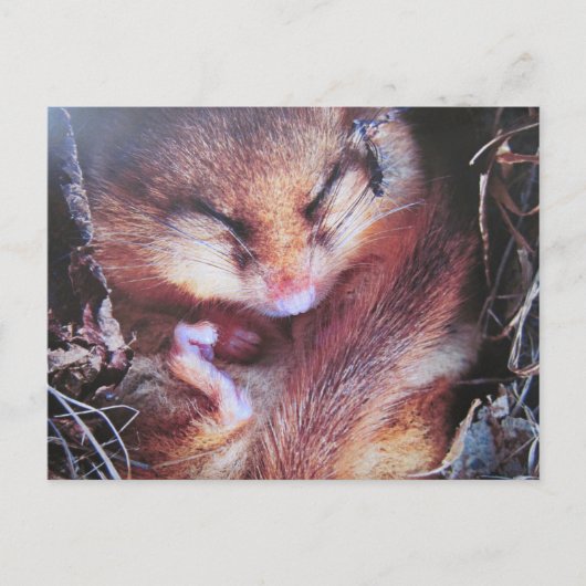 Carte Postale Haselmaus-Postkarte (Devant)