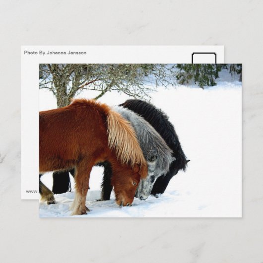 Carte Postale Hästar (Devant / Derrière)