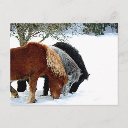 Carte Postale Hästar (Devant)