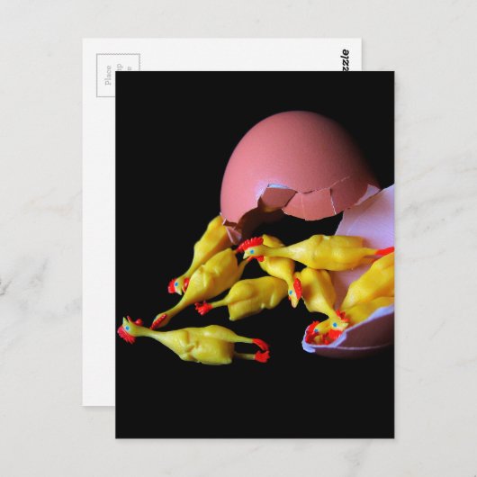 Carte Postale Hatchling en caoutchouc de poulet (Devant / Derrière)