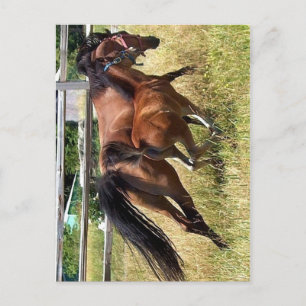 Carte Postale Haut