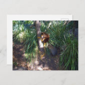 Carte Postale "Haut dans les arbres : Un arbre australien grimpe (Devant / Derrière)