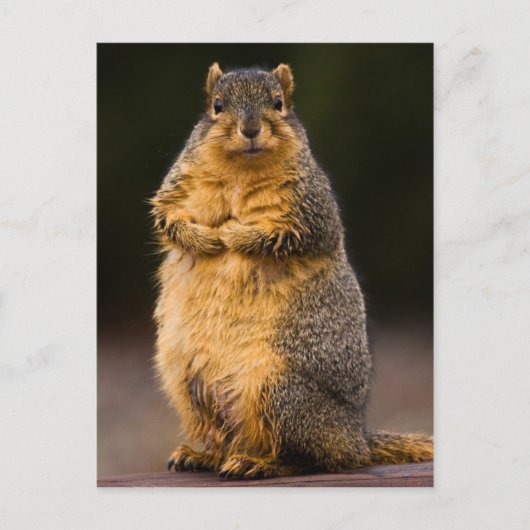 Carte Postale Haut debout (Devant)