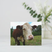 Carte Postale Haute Def Hereford (Debout devant)