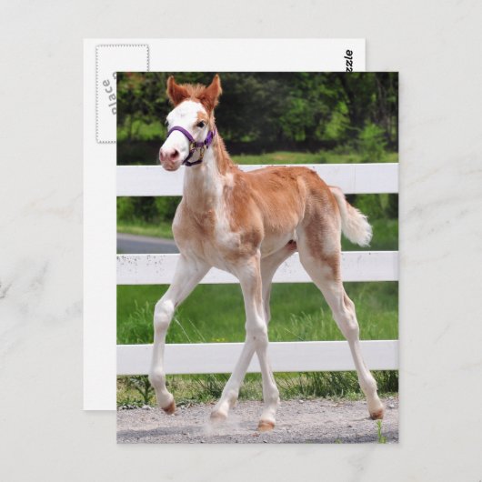 Carte Postale Haute Steppin (Devant / Derrière)