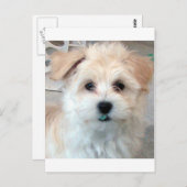 Carte Postale Havanais Secourt chiot Tan drôle verte "dent" (Devant / Derrière)