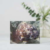 Carte Postale Hawaï (Debout devant)