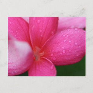 Carte Postale Hawaii
