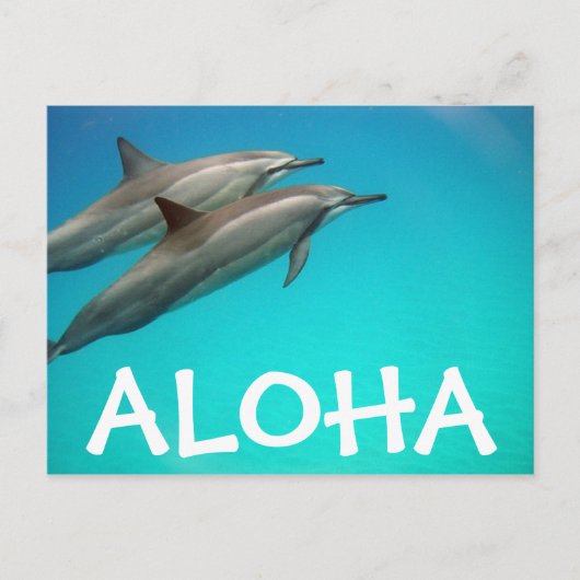 Carte postale Hawaii Dolphins (Devant)