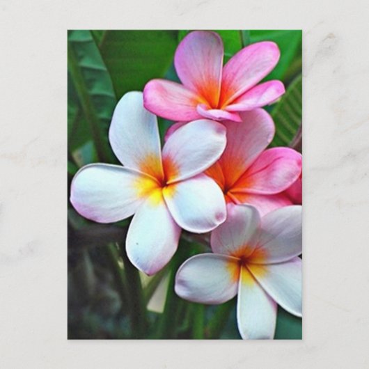 Carte postale Hawaii Hibiscus Flower (Devant)