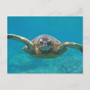 Carte Postale Hawaii Honu