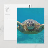 Carte Postale Hawaii Honu (Devant / Derrière)