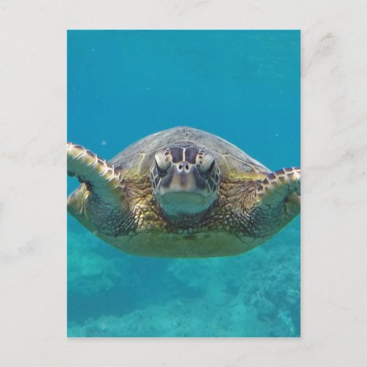 Carte Postale Hawaii Honu (Devant)
