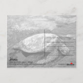 Carte Postale Hawaii - Honu (Dos)