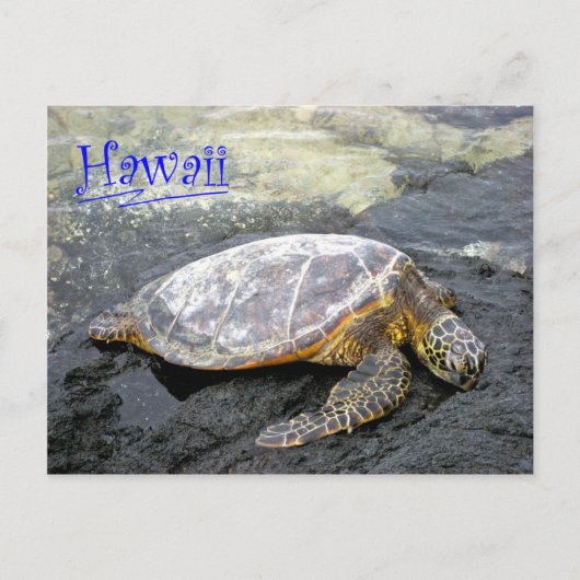 Carte Postale Hawaii - Honu (Devant)