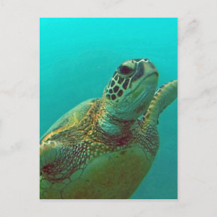 Carte Postale Hawaii Honu