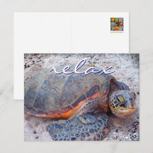 Carte Postale Hawaii honu tortue de mer gros plan photo Relax qu