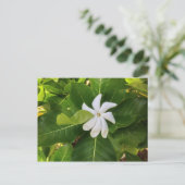 Carte Postale Hawaii Pikake Jasmine Blossom (Debout devant)