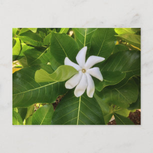 Carte Postale Hawaii Pikake Jasmine Blossom
