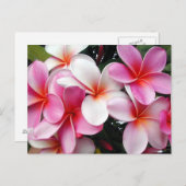 Carte postale Hawaii Pink Plumeria (Devant / Derrière)
