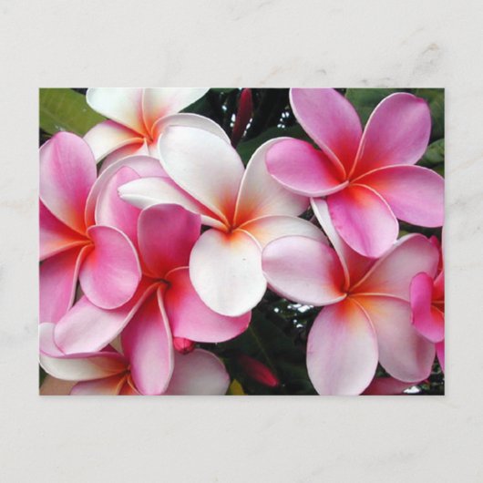 Carte postale Hawaii Pink Plumeria (Devant)