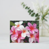 Carte postale Hawaii Pink Plumeria (Debout devant)