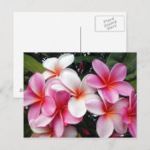 Carte postale Hawaii Pink Plumeria (Devant / Derrière)