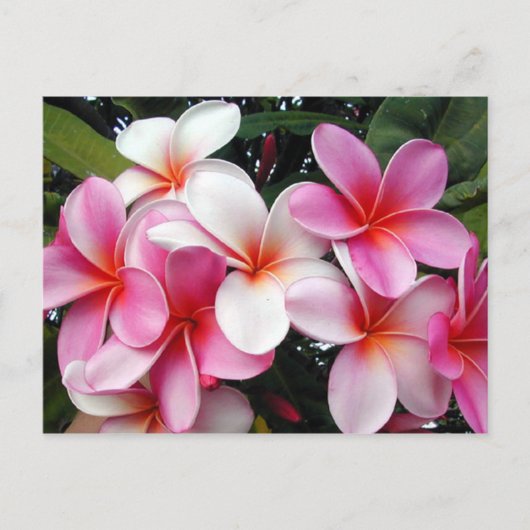 Carte postale Hawaii Pink Plumeria (Devant)
