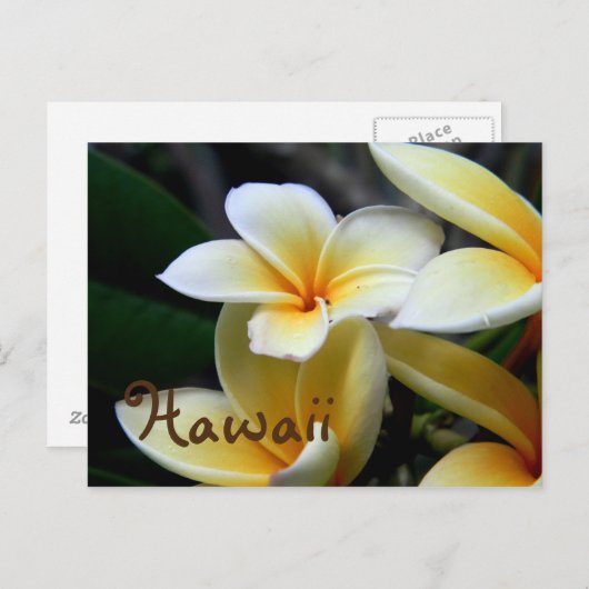 Carte Postale Hawaii Plumeria (Devant / Derrière)