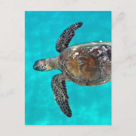 Carte Postale Hawaii Tortue Honu (Devant)