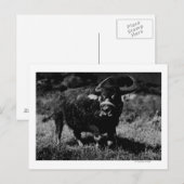 Carte Postale HawaiiA Water Buffalo Photo Hawaii (Devant / Derrière)