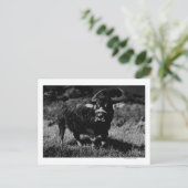Carte Postale HawaiiA Water Buffalo Photo Hawaii (Debout devant)