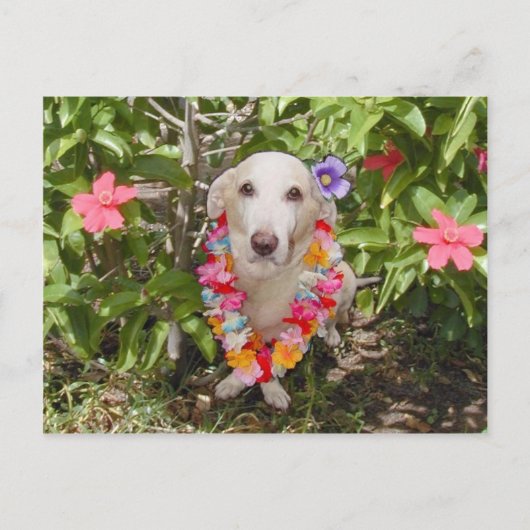 Carte postale Hawaiian Myrtie (Devant)