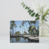Carte Postale Hawaiian Oasis (Debout devant)