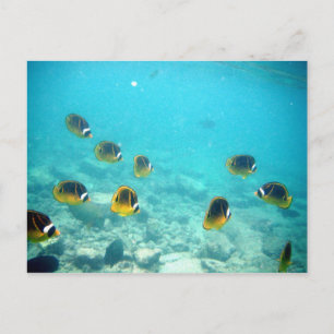Carte postale Hawaiian Ocean Scene