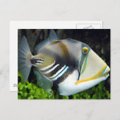 Carte postale Hawaiian Tropical Fish (Devant / Derrière)