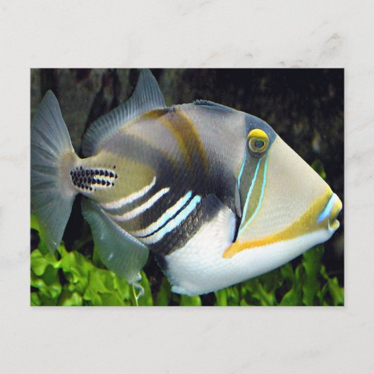 Carte postale Hawaiian Tropical Fish (Devant)