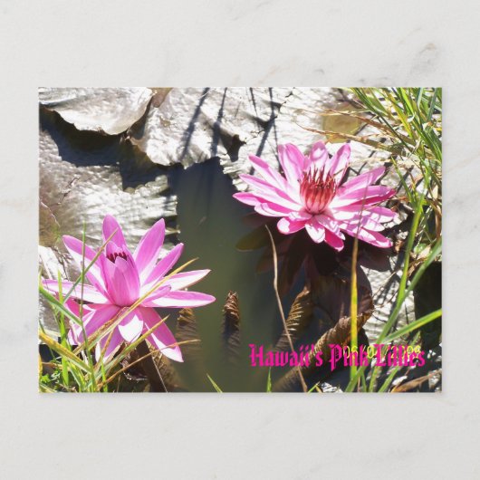 Carte Postale Hawaii's Pink Lillies (Devant)