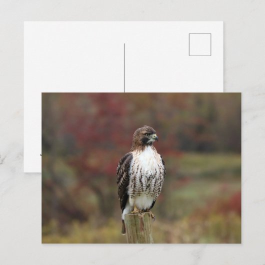 Carte postale Hawk (Devant / Derrière)