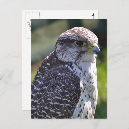 Carte postale Hawk (Devant / Derrière)