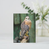 Carte postale Hawk (Debout devant)