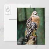 Carte postale Hawk (Devant / Derrière)