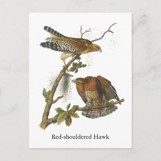 Carte Postale Hawk à épaulettes, John Audubon (Devant)