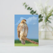 Carte postale Hawk à pattes rugueuses (Debout devant)