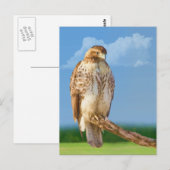 Carte postale Hawk à pattes rugueuses (Devant / Derrière)