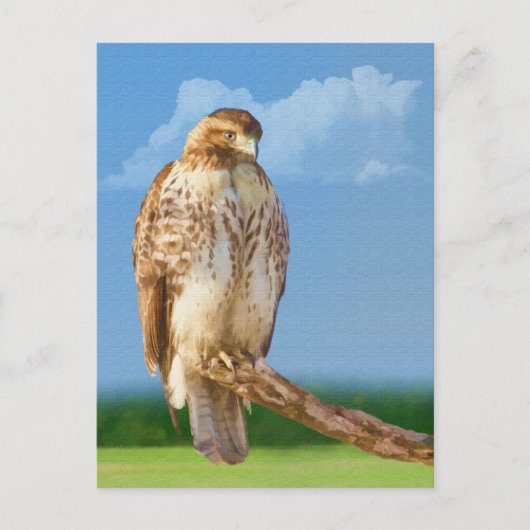 Carte postale Hawk à pattes rugueuses (Devant)