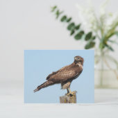 Carte postale Hawk à queue rouge (Debout devant)