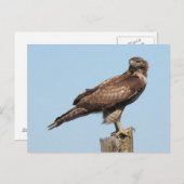 Carte postale Hawk à queue rouge (Devant / Derrière)