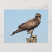 Carte postale Hawk à queue rouge (Devant)
