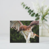 Carte postale Hawk à queue rouge (Debout devant)